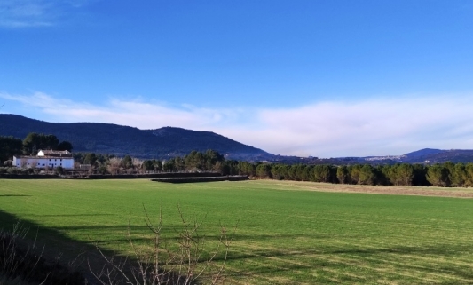  -  - Alfafara - MM-18099