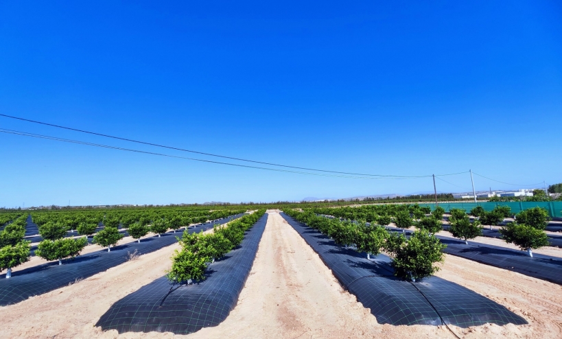  -  - San Miguel de Salinas